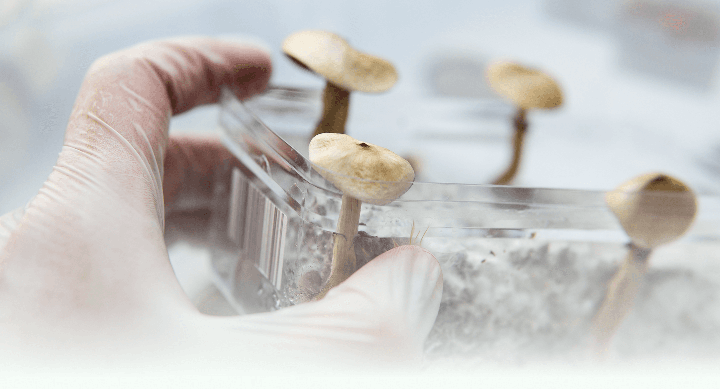 Mushroom Kit Installation