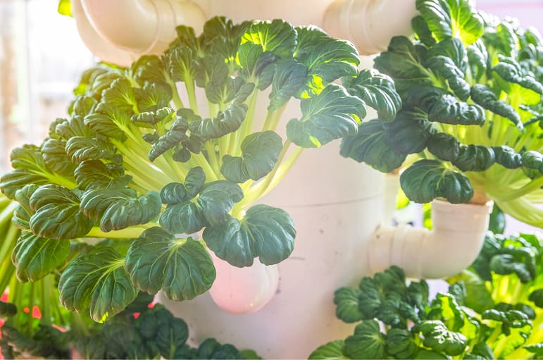 Mushroom Kit Installation