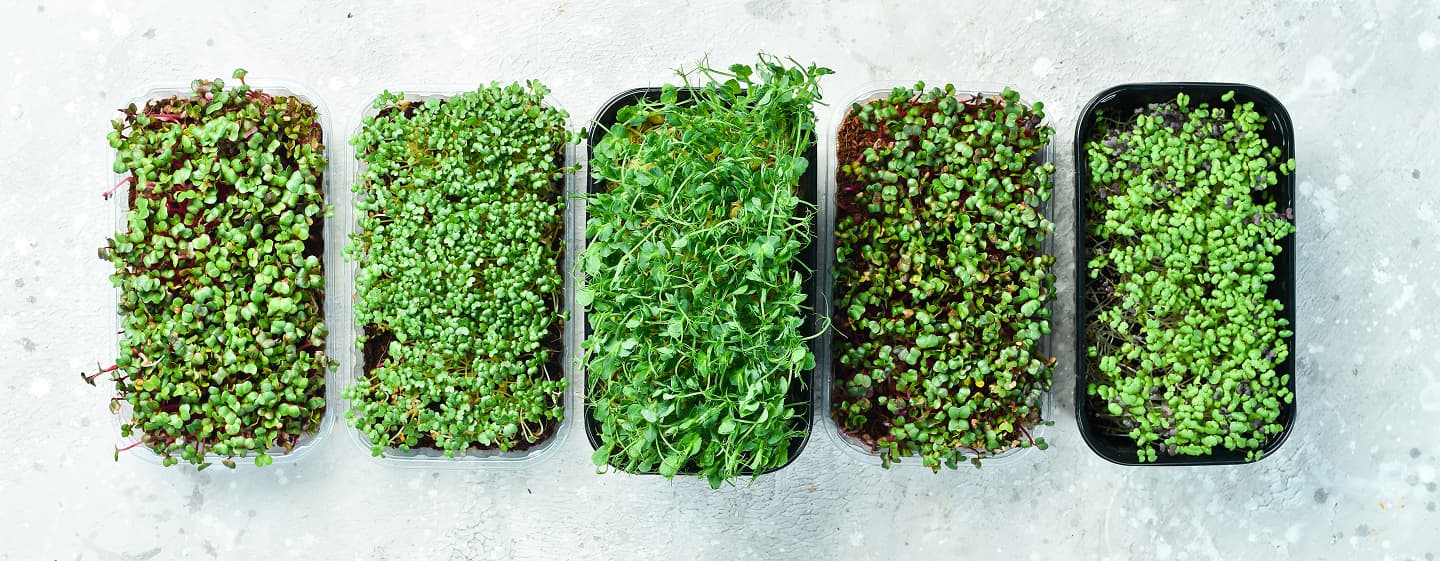 Mushroom Kit Installation